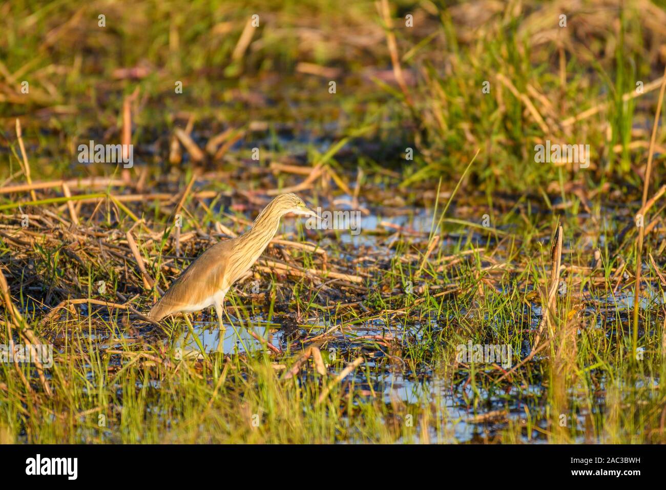 Squacco Heron, Ardeola Valloides, Réserve Privée De Khwai, Delta D'Okavango, Botswana Banque D'Images