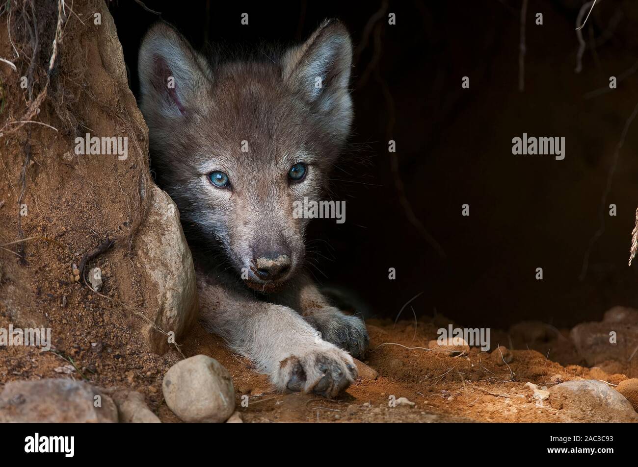 Wolf Pup à den entrée. Banque D'Images