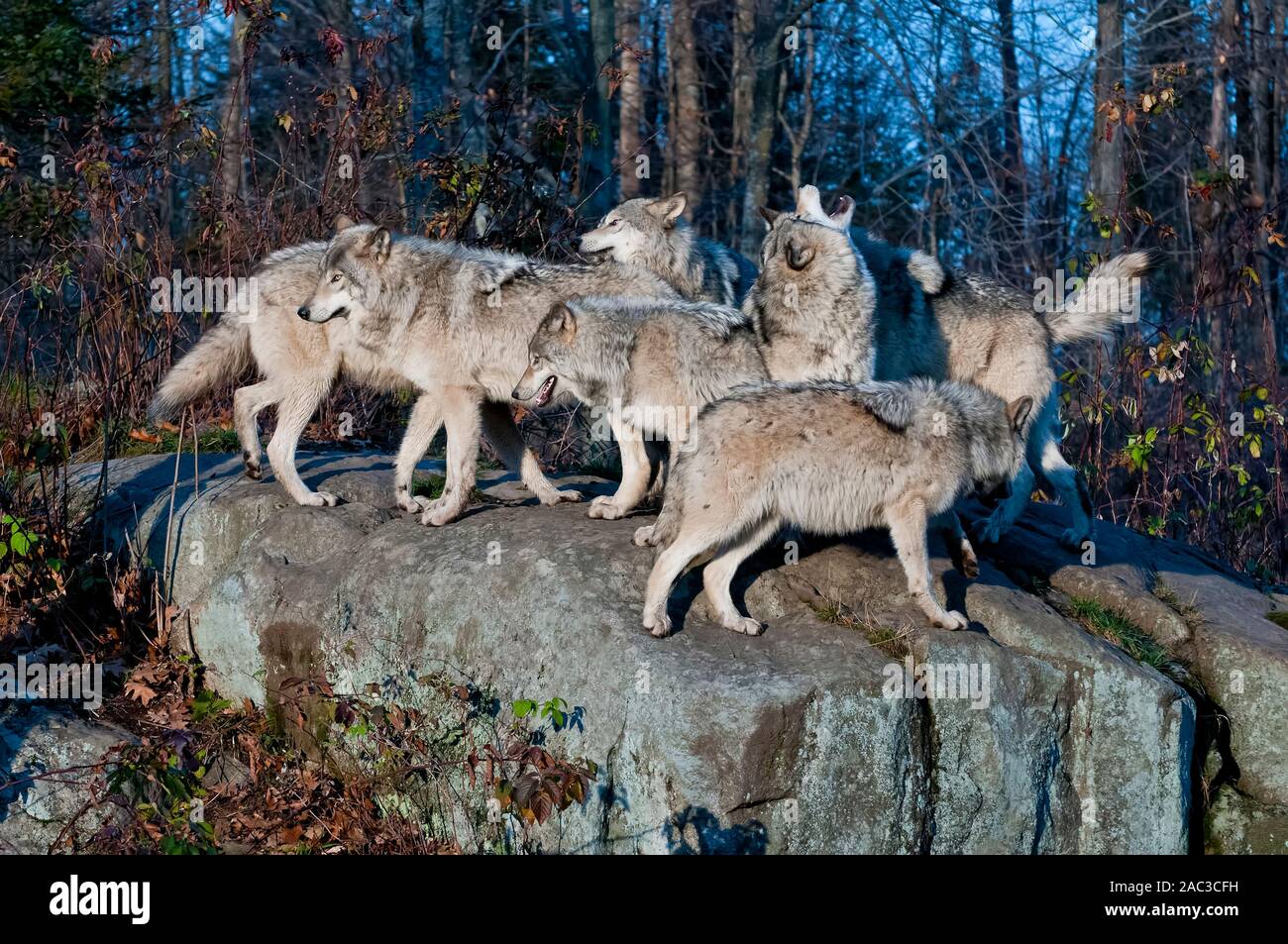 Une meute de loups gris à jouer ensemble. Banque D'Images