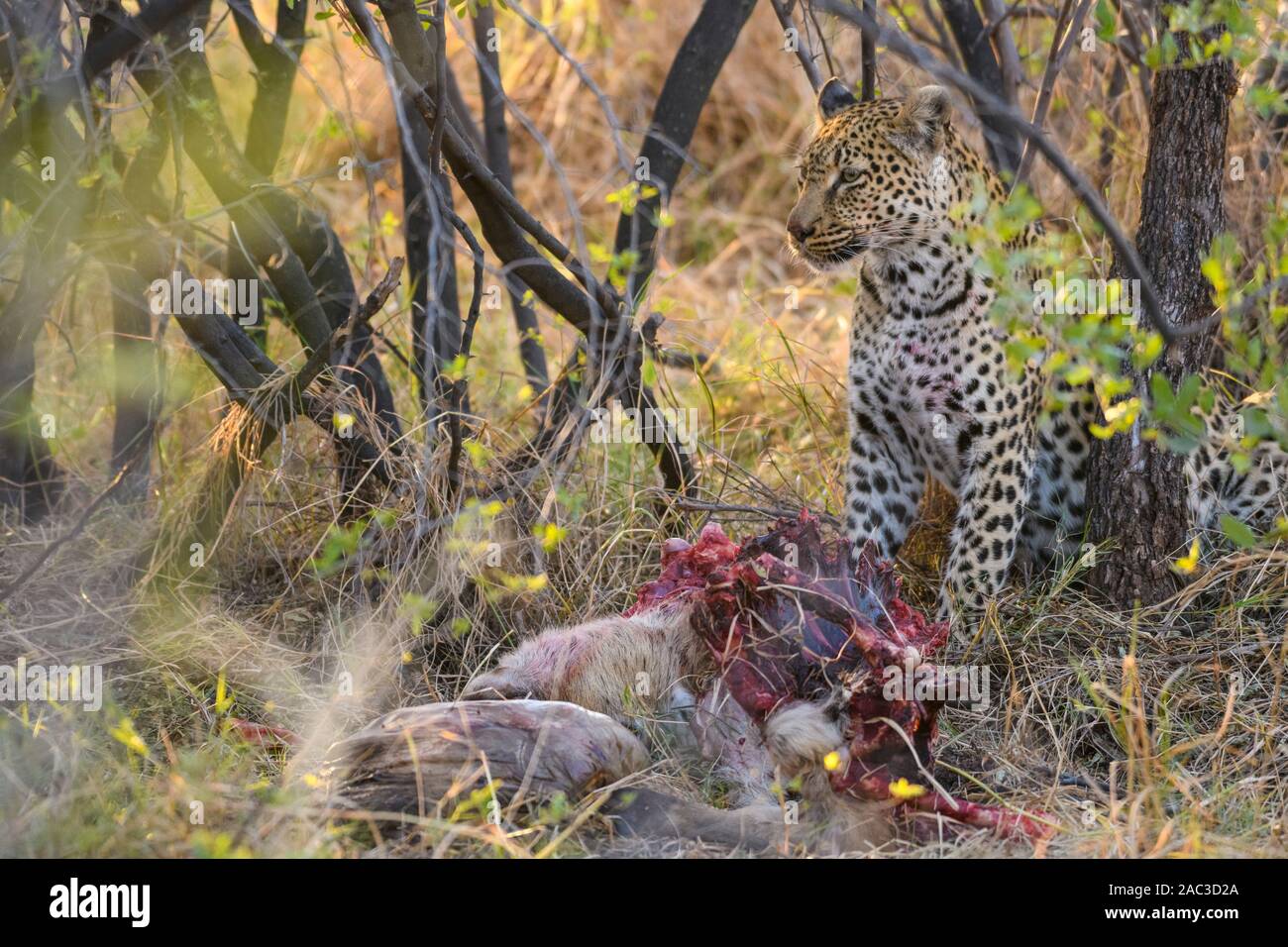 Leopard, Panthera pardus, à une mort, Réserve privée de Khwai, Delta d'Okavango, Botswana Banque D'Images