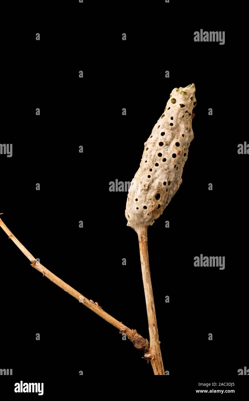 Une tige bramble morts causés par le gall wasp Diastrophus rubi, qui s'est formé sur une ronce Rubus fruticosus. Les trous de sortie des guêpes peuvent être s Banque D'Images