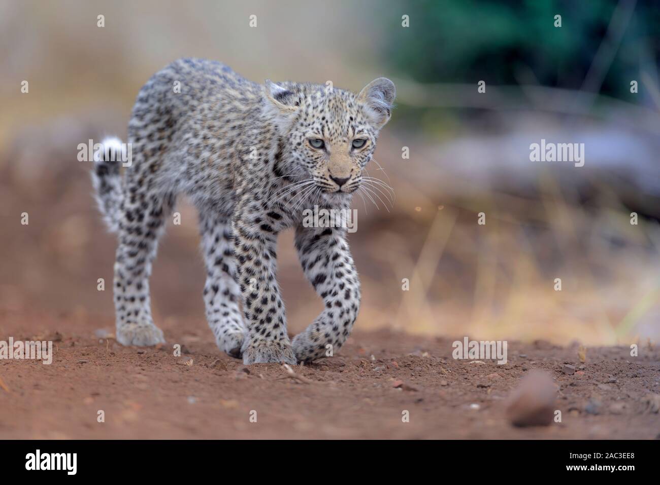 Leopard Portrait Bebe Aux Yeux Bleus Photo Stock Alamy