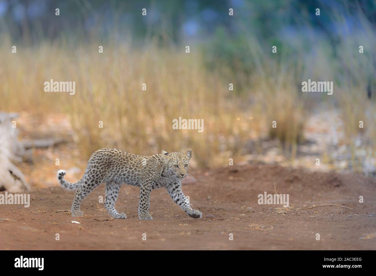 Leopard Portrait Bebe Aux Yeux Bleus Photo Stock Alamy Leopard Portrait Bebe Aux Yeux Bleus Photo Stock Alamy