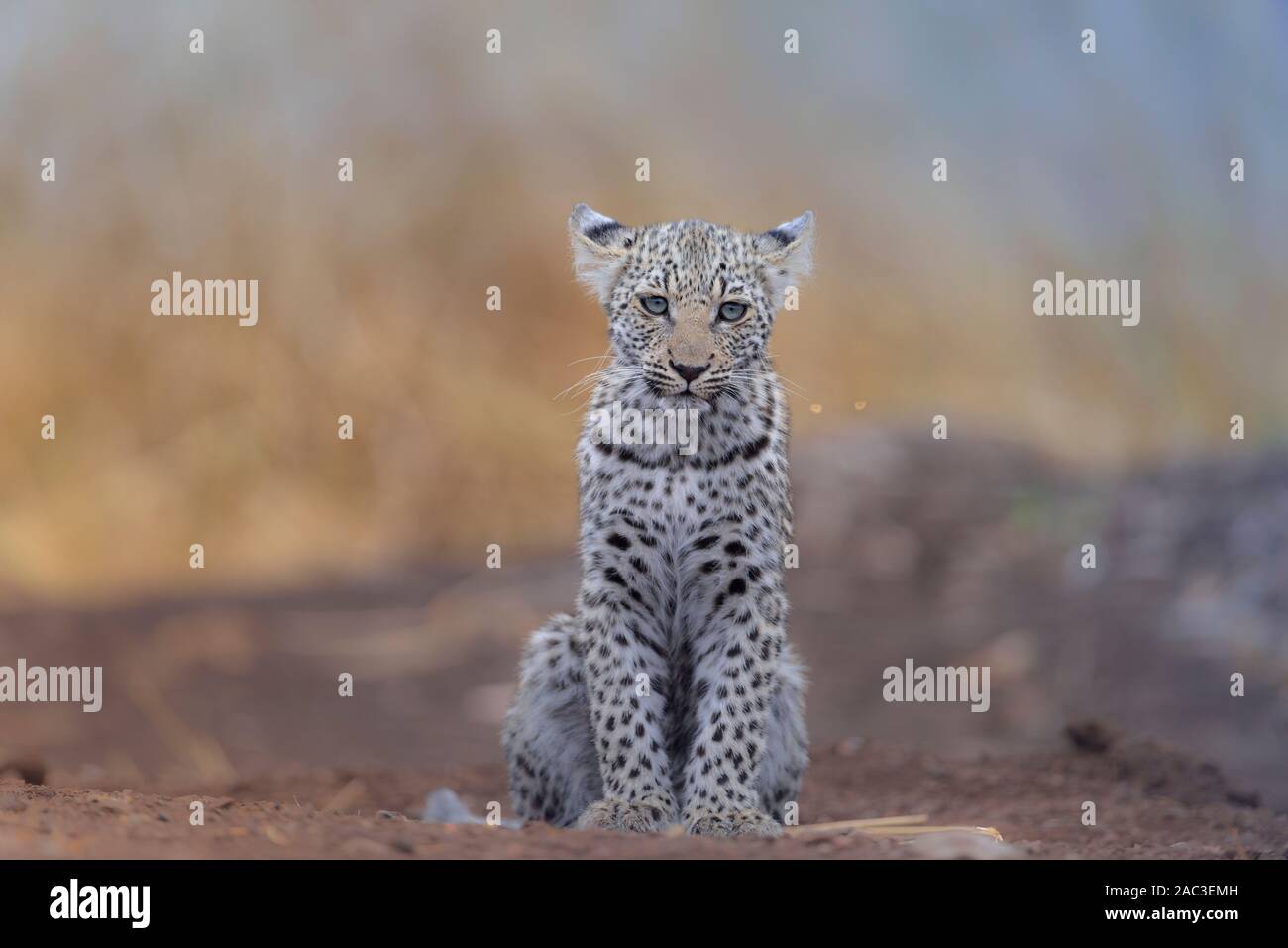 Yeux Bleu Leopard Banque D Image Et Photos Alamy