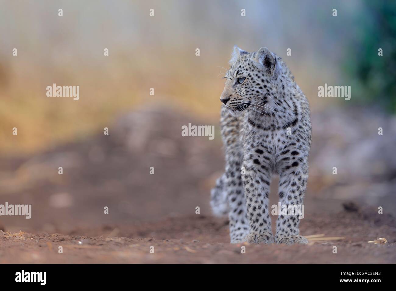 Yeux Bleu Leopard Banque D Image Et Photos Alamy