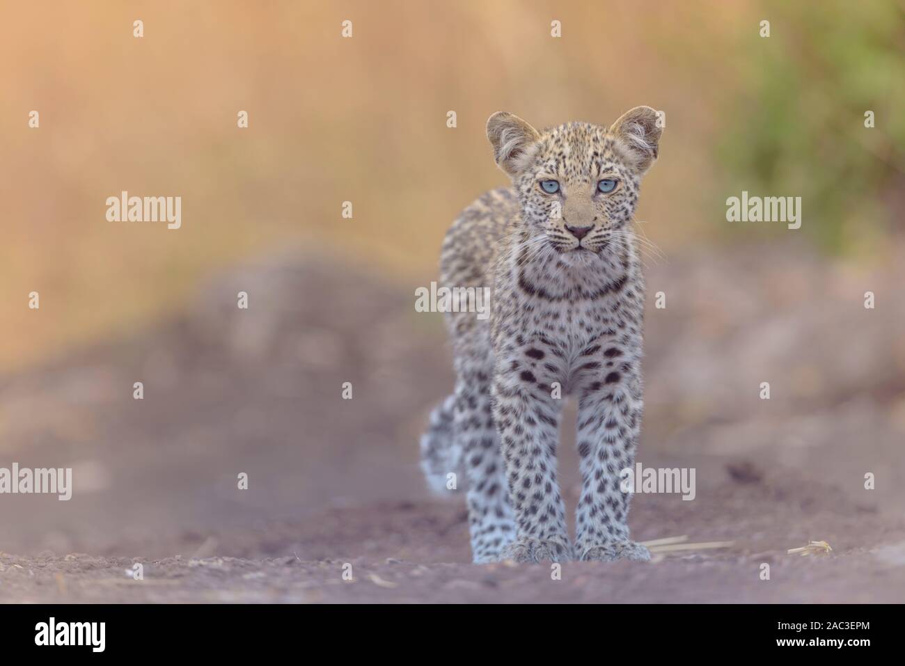 Leopard Portrait Bebe Aux Yeux Bleus Photo Stock Alamy