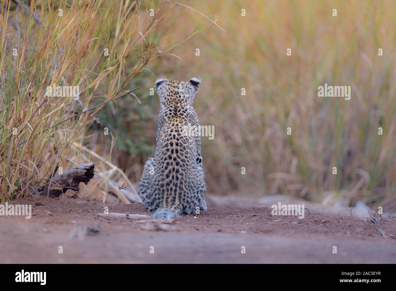 Yeux Bleu Leopard Banque D Image Et Photos Alamy