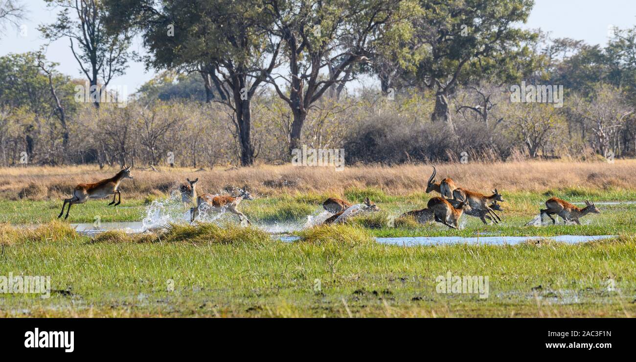 Red Lechwe, professeur de Kobus, en cours et en lépring à travers l'eau, Réserve privée de Khwai, Delta d'Okavango, Botswana. Également connu sous le nom de Southern Lechwe Banque D'Images