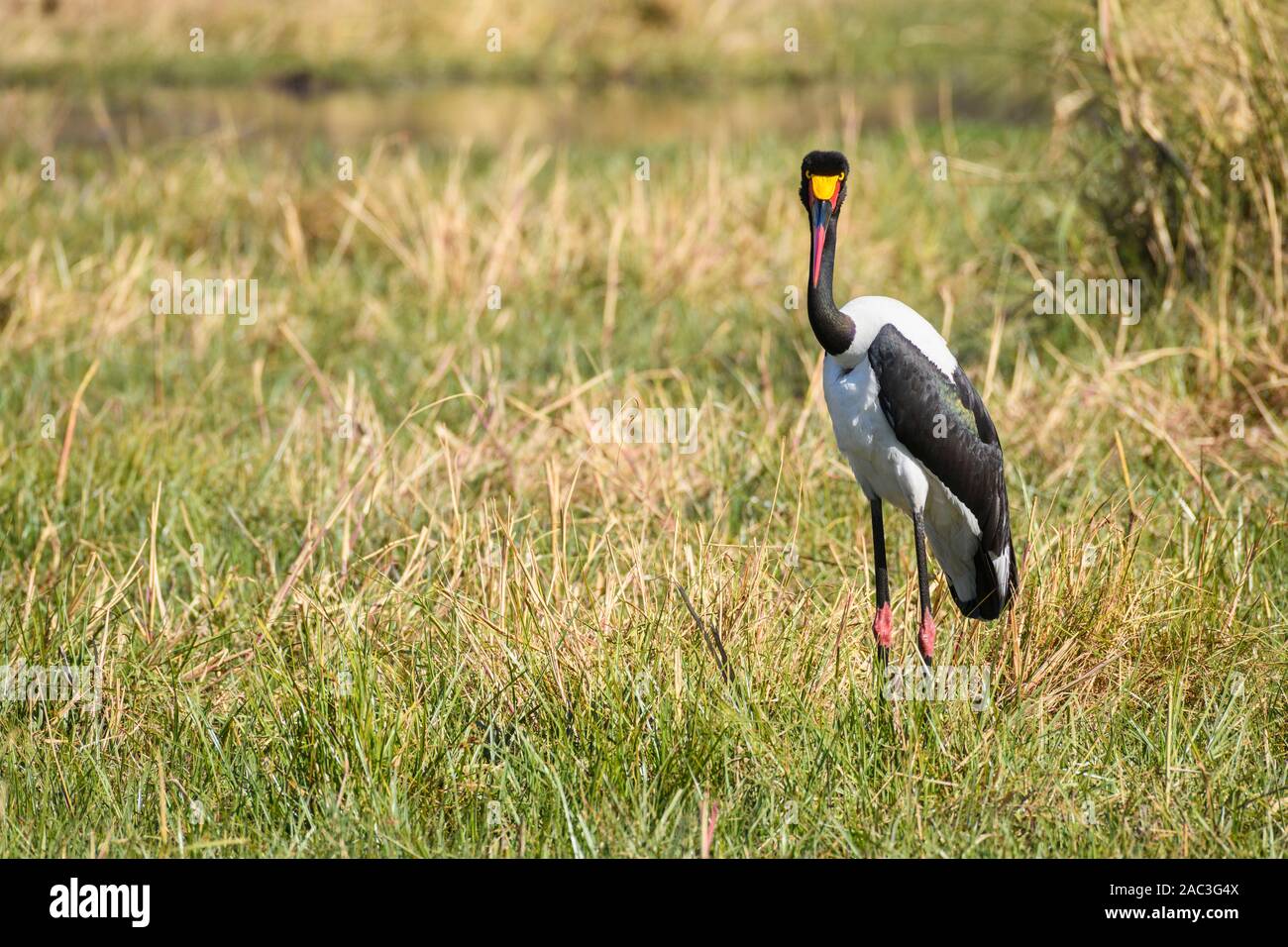 Stork À Selle, Ephippiorhynchus Senegalensis, Réserve Privée De Khwai, Delta D'Okavango, Botswana Banque D'Images