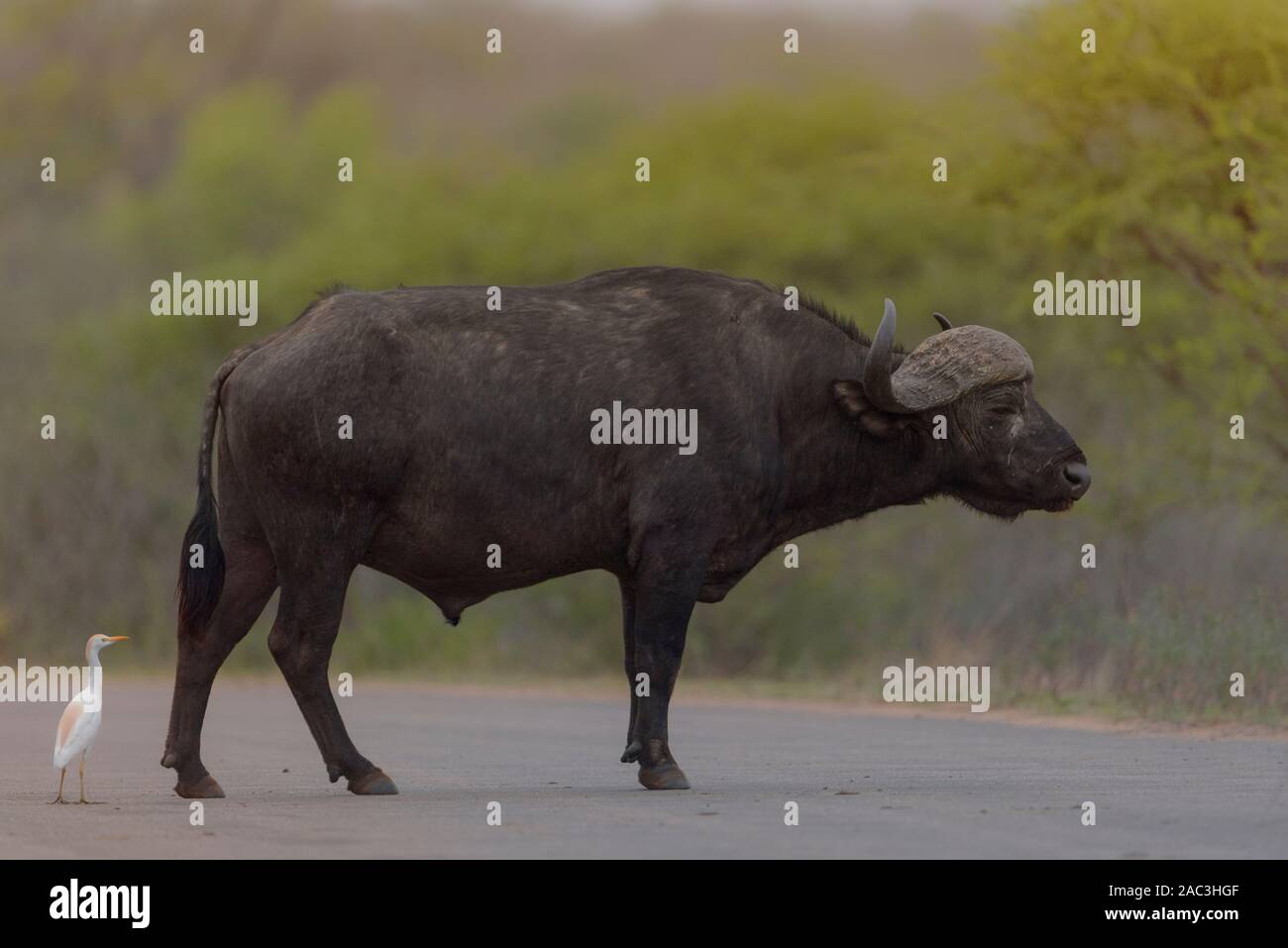 Buffle africain portrait Banque D'Images