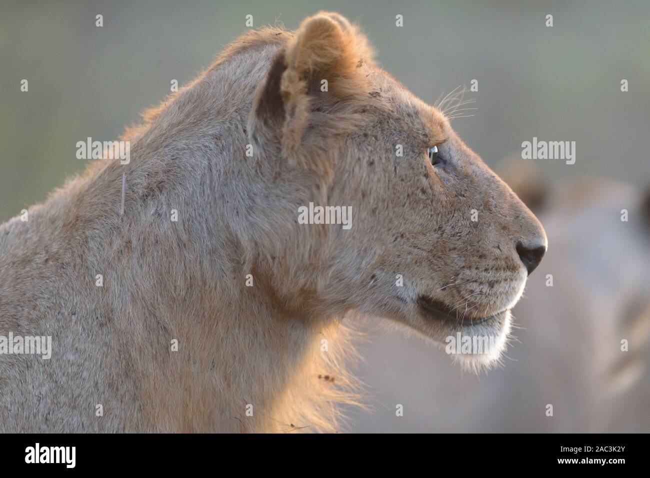 Best lionne portrait Banque D'Images