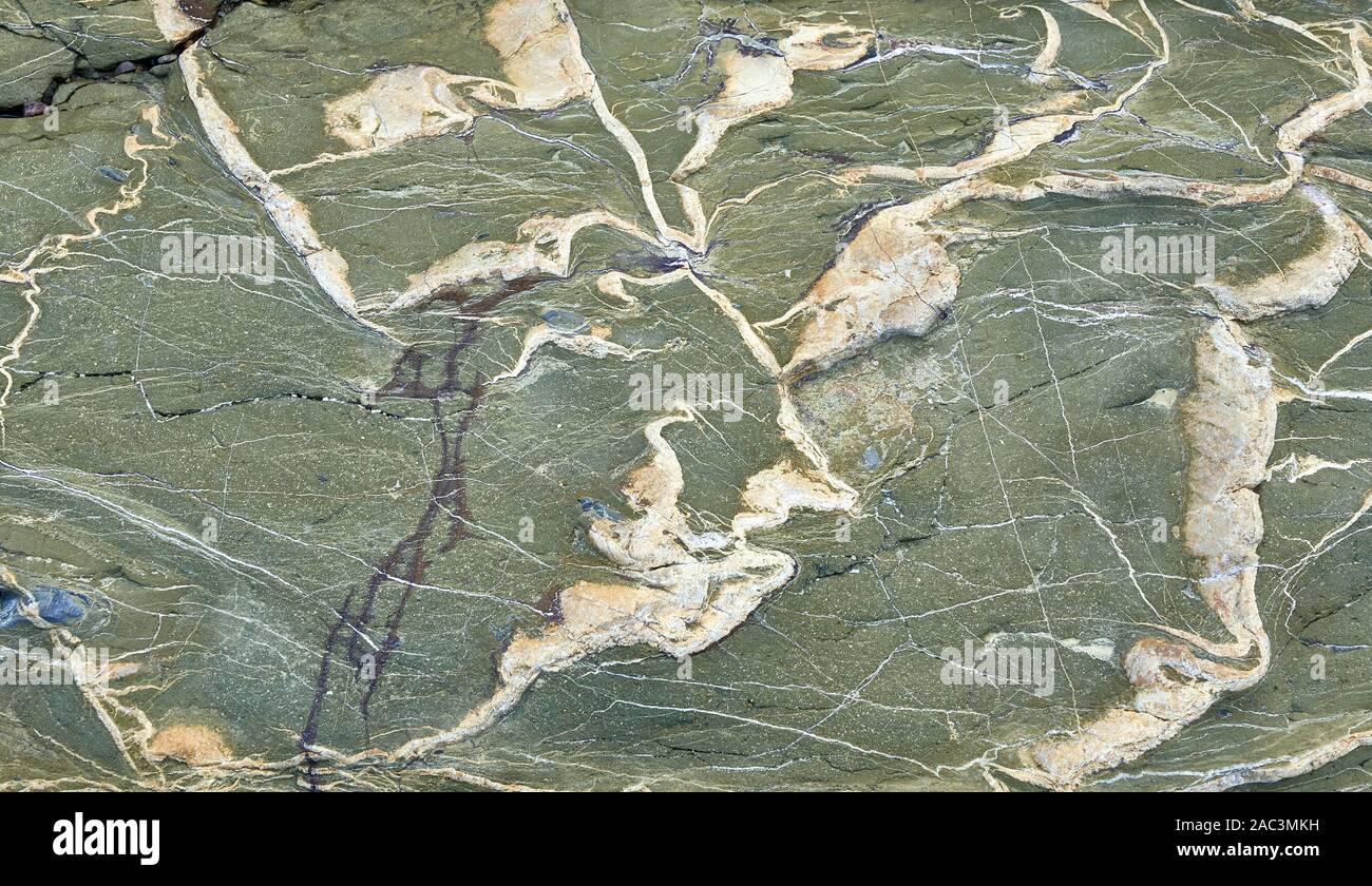 L'onagre green métamorphiques fortement pénétrée avec quartz dans les falaises côtières près de Sand Point près de Weston super Mare, sur la côte du Somerset UK Banque D'Images