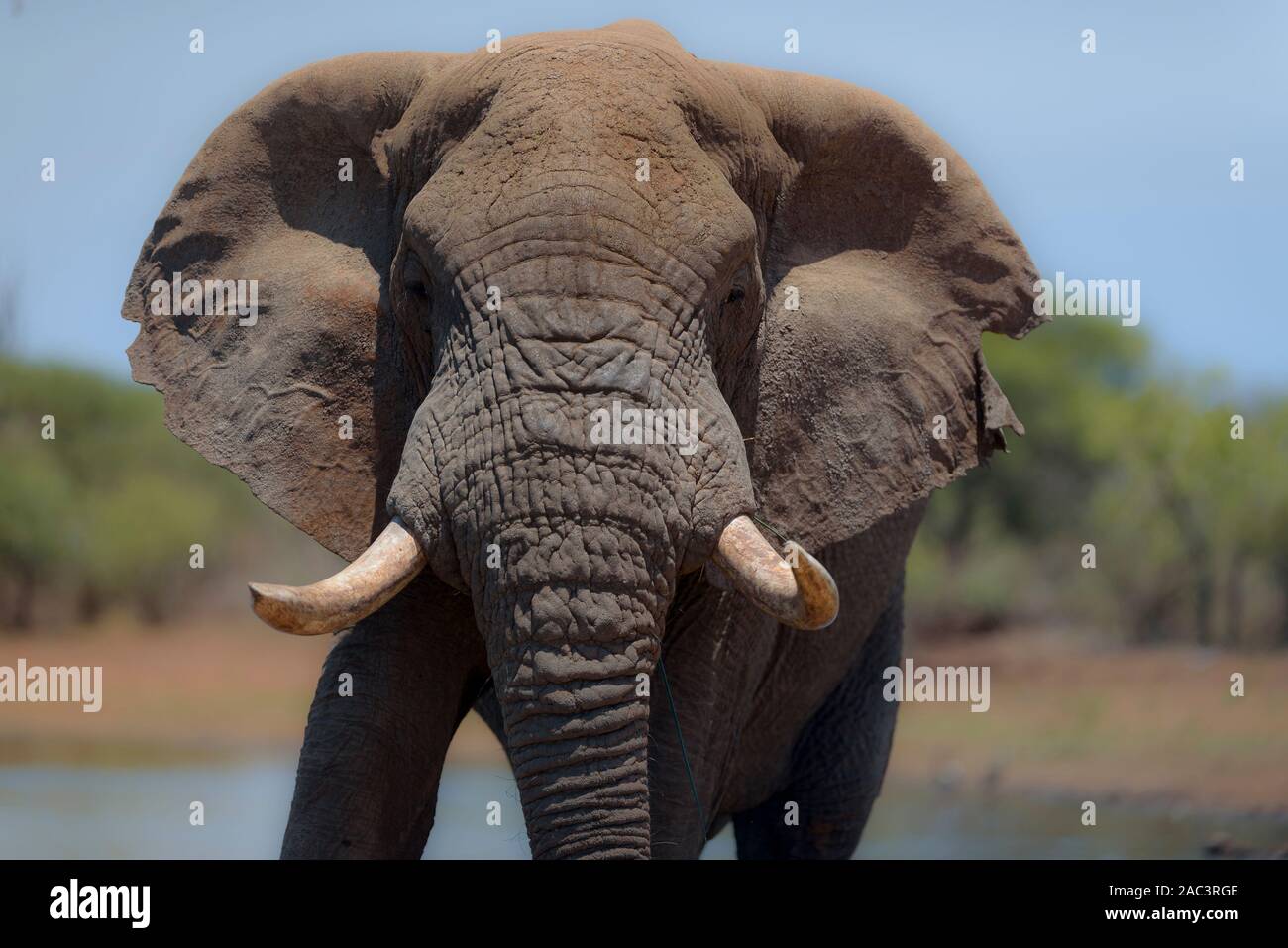 Éléphant elephant tusker meilleur portrait photo Banque D'Images