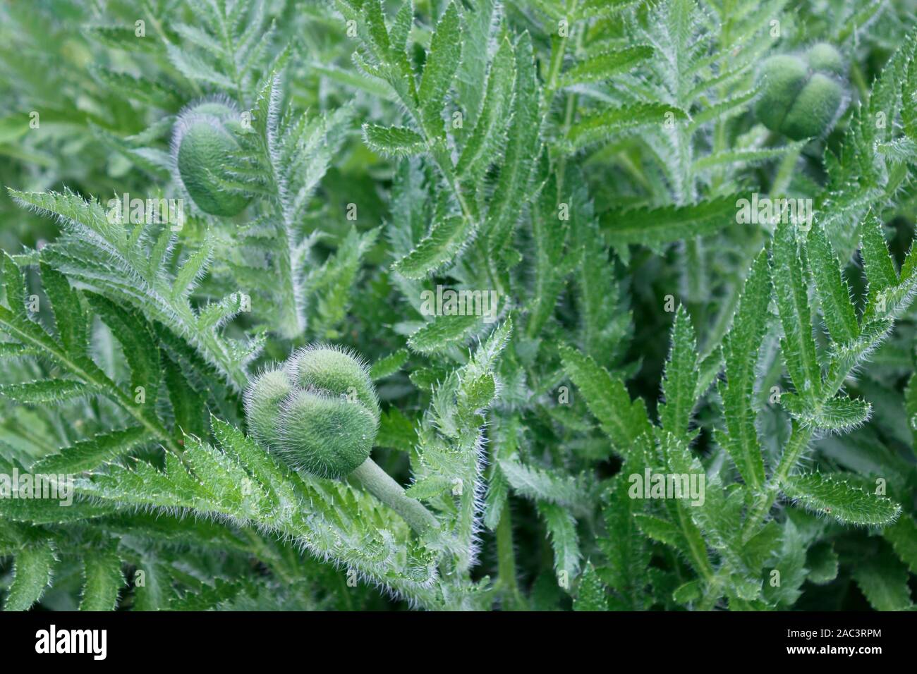 Dans un jardin de printemps, trois têtes de fleurs de pavot oriental non ouvert enregistrez jusqu'à partir d'une touffe dense de leur feuillage fougère-like, en remplissant le cadre vert. Banque D'Images