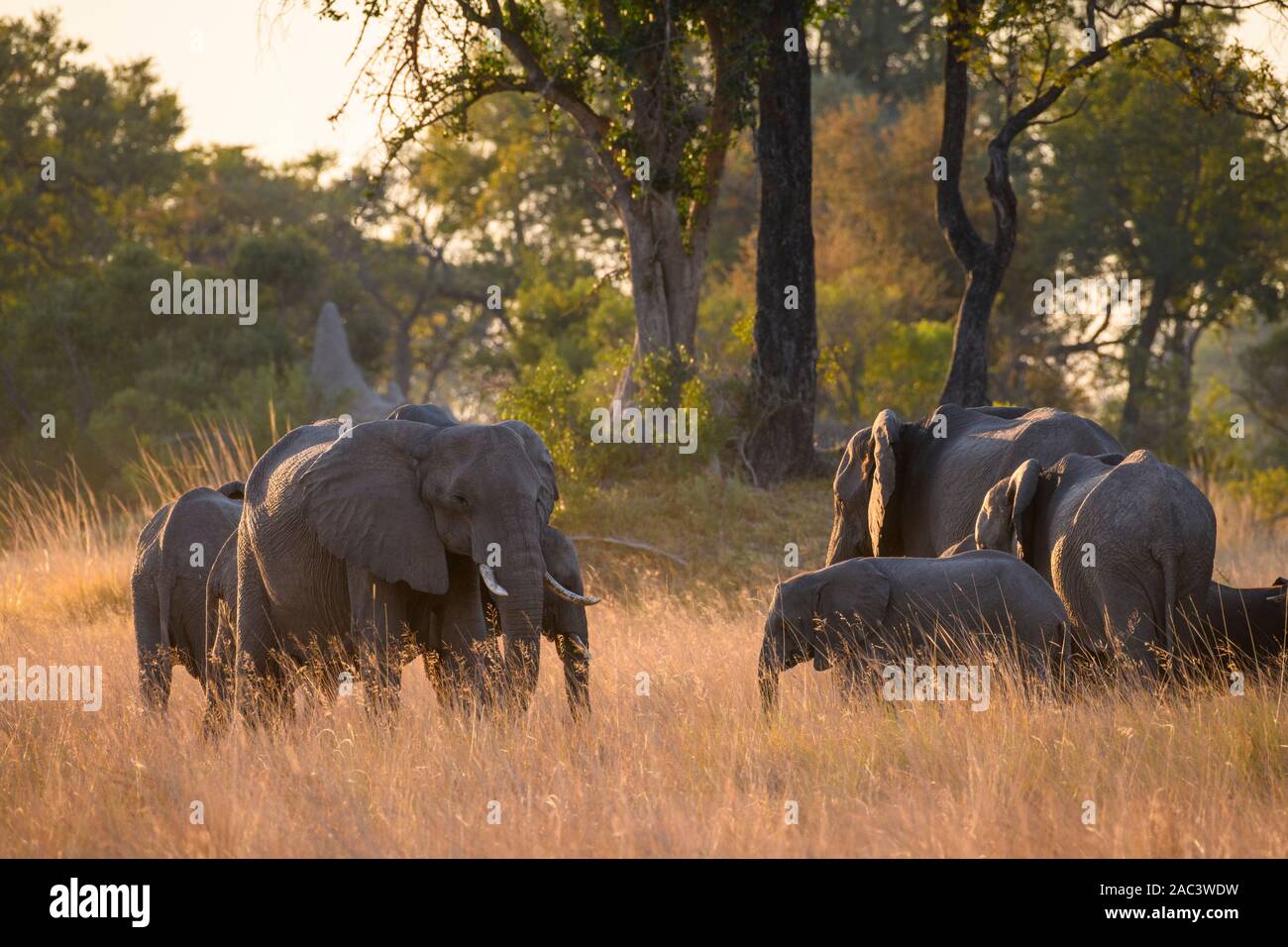 Éléphant D'Afrique, Loxodonta Africana, Macatoo, Delta D'Okavango, Botswana Banque D'Images