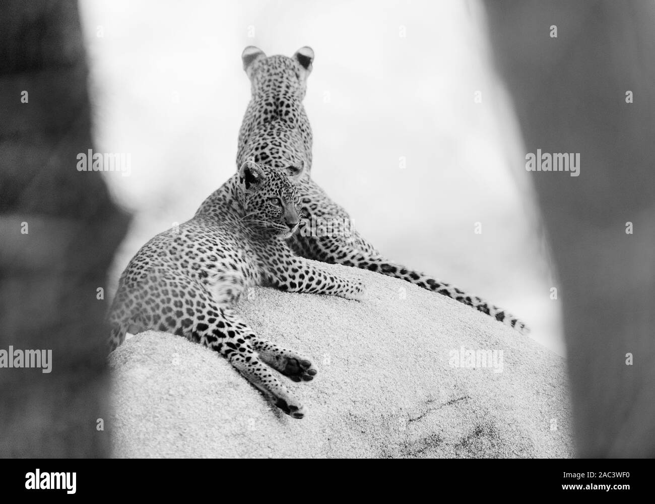 Baby leopard Banque d'images noir et blanc - Alamy