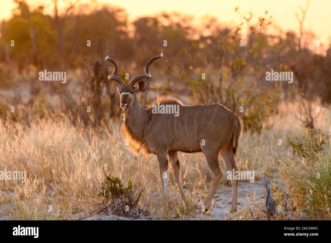 Mâle Grand Kudu, Tragelaphus Strepsiceros, Macatoo, Delta D'Okavango, Botswana Banque D'Images