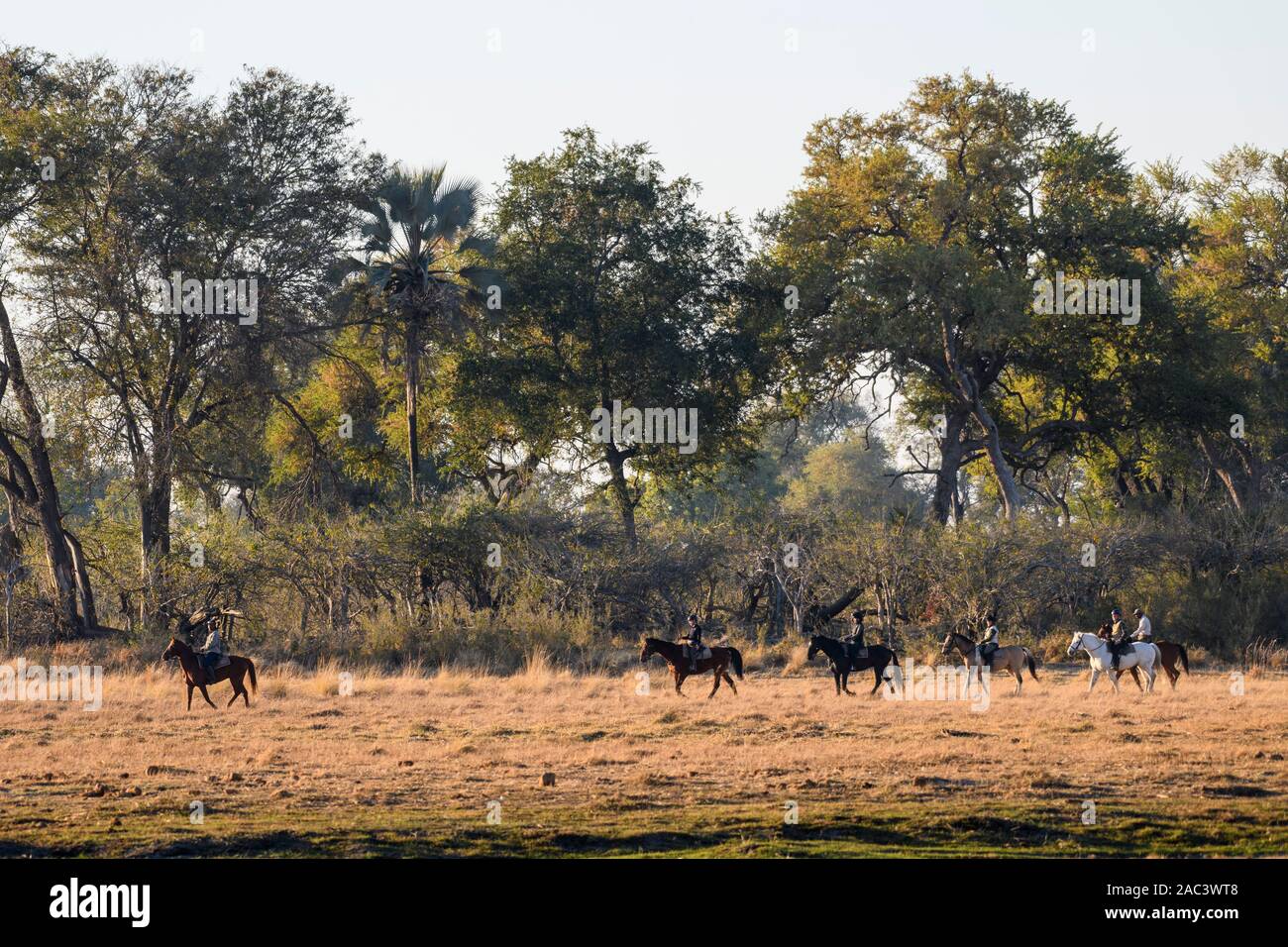 Safari à cheval à Macatoo, dans le Delta d'Okavango, au Botswana Banque D'Images
