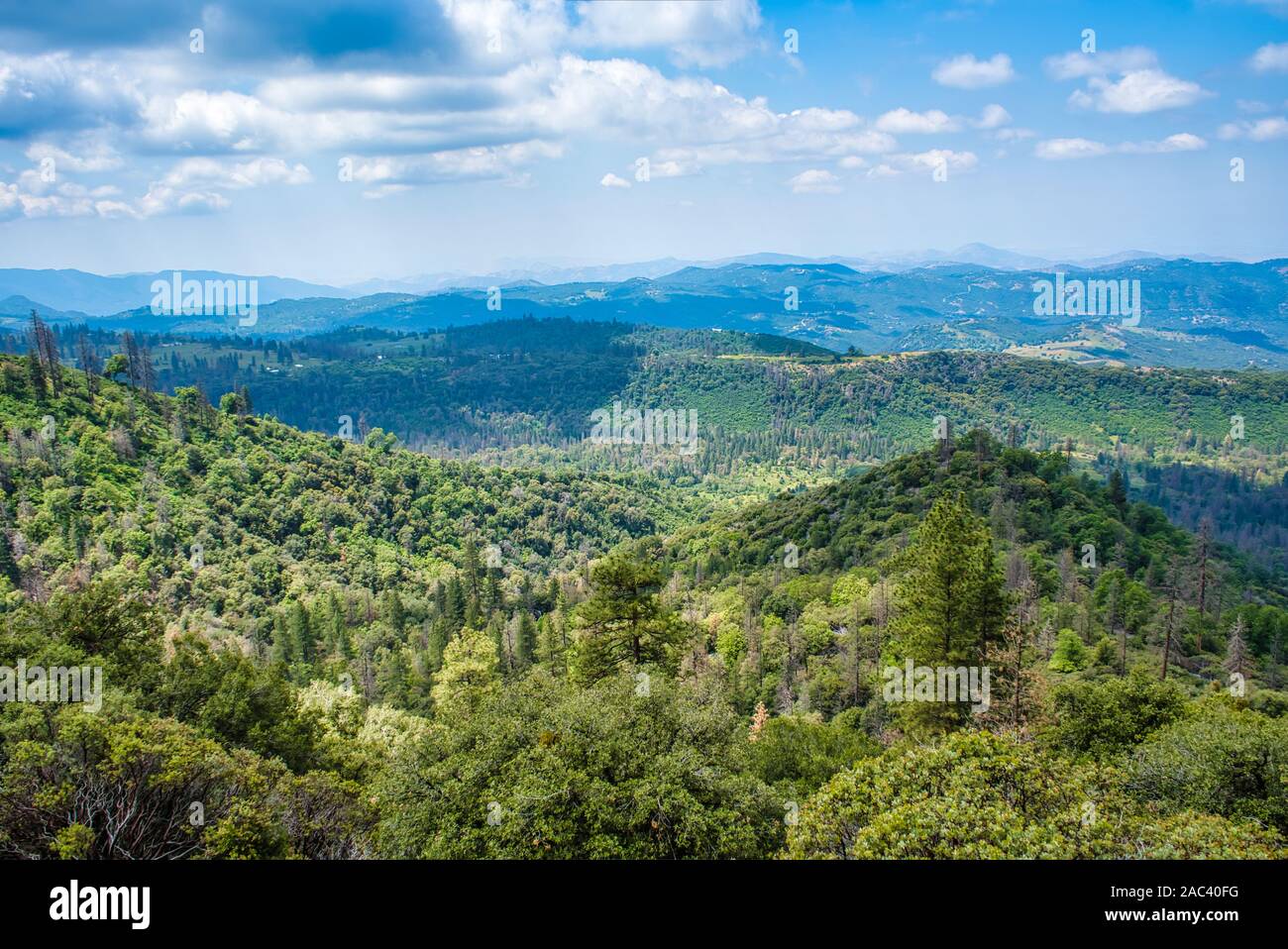 Sequoia National Forest au printemps,California,USA Banque D'Images
