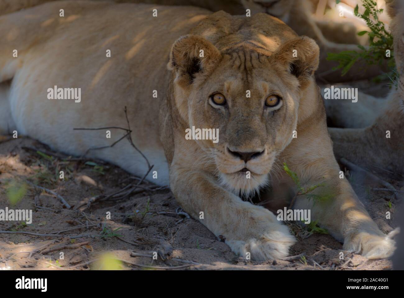 Portrait, femme lion lionne Banque D'Images