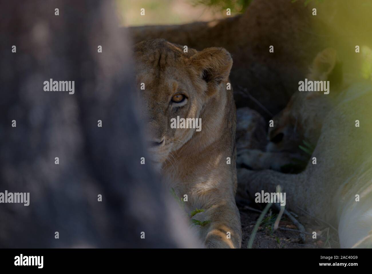 Portrait, femme lion lionne Banque D'Images