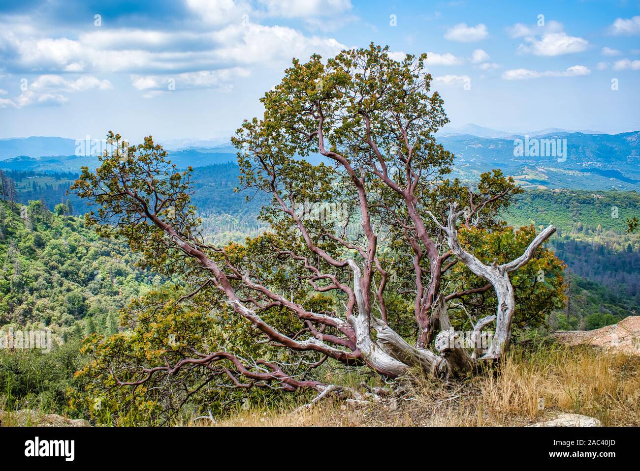Sequoia National Forest au printemps,California,USA Banque D'Images