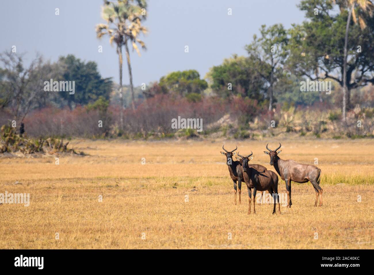 Tsessebe Ou Sassby, Damaliscus Lunatus, Macatoo, Delta D'Okavango, Botswana Banque D'Images