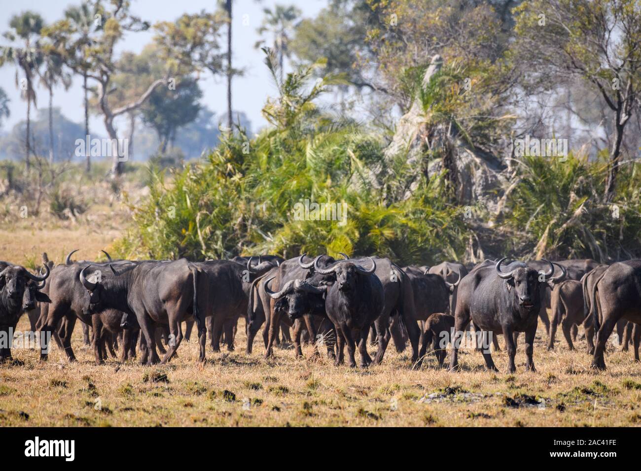 Troupeau de buffles africains ou de Cape Buffalo, Syncerus caffer, Macatoo, Delta d'Okavango, Botswana Banque D'Images