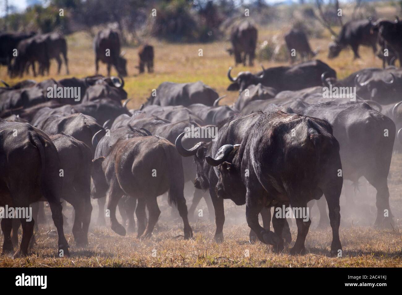 Troupeau de buffles africains ou de Cape Buffalo, Syncerus caffer, Macatoo, Delta d'Okavango, Botswana Banque D'Images