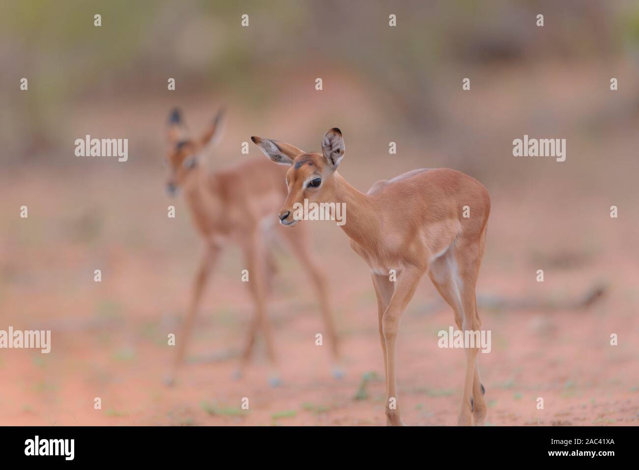 Maman et bébé veau impala Banque D'Images