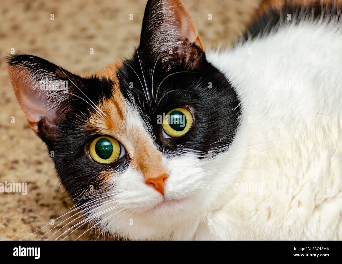 Citrouille, quatre-année-vieux chat calico, consulte de pondre sur le plancher, Novembre 22, 2019, dans la région de Coden, Alabama. Banque D'Images