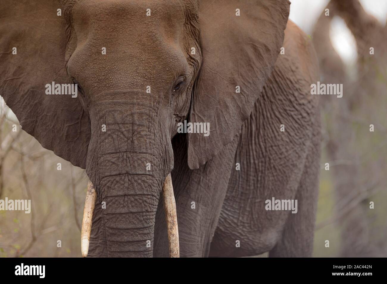 Portrait de l'éléphant l'éléphant d'Afrique Banque D'Images