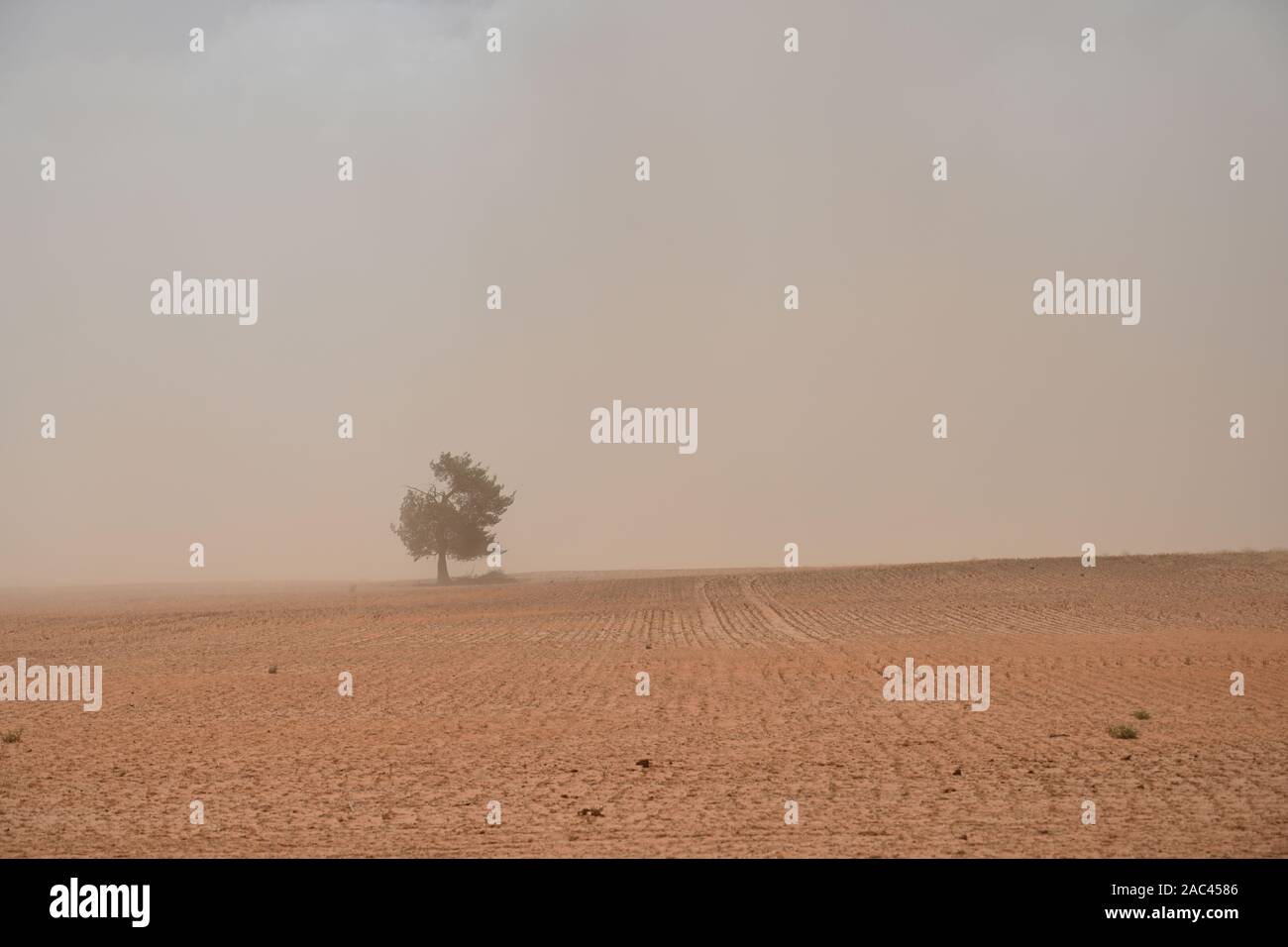 Paysage poussiéreux à l'ouest de Mildura, Victoria, Australie. Prolonger la sécheresse, l'érosion éolienne l'extraction de la végétation dernière à partir du sol. Banque D'Images