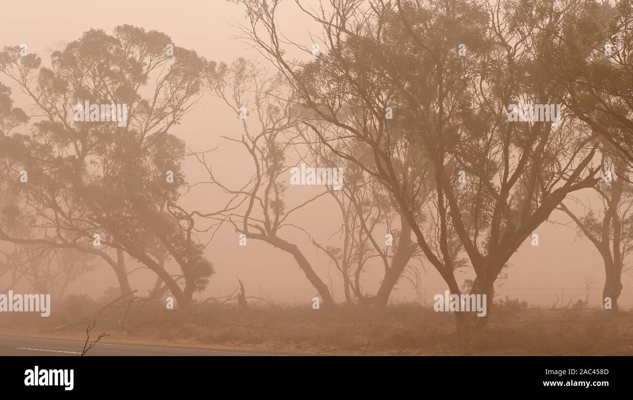 Les arbres en bordure de partiellement obscurci par la poussière, Sturt Highway, Mildura, Victoria, Australie. Banque D'Images