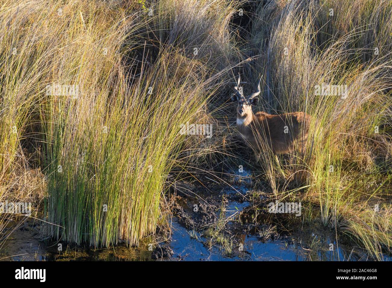 Sitatunga Ou Marshbuck, Tragelaphus Spekii, Macatoo, Delta D'Okavango, Botswana Banque D'Images