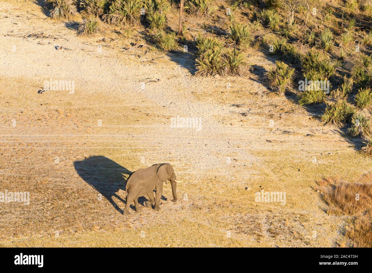 Vue aérienne de l'éléphant d'Afrique, Loxodonta africana, et ombre, Macatoo, Delta d'Okavango, Botswana Banque D'Images