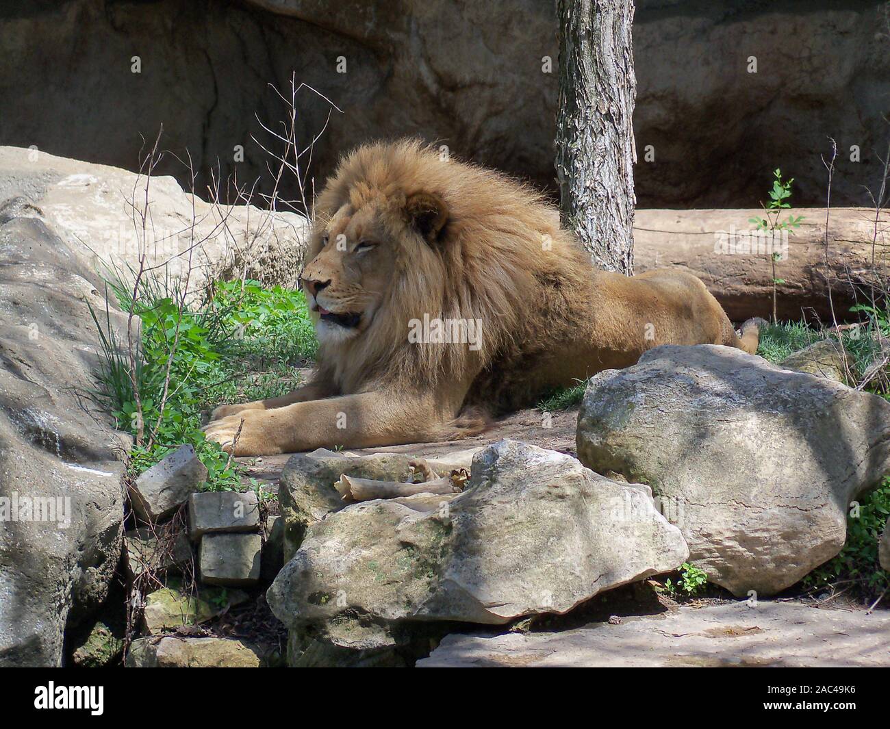 Majestic Lion reposant sur des rochers Banque D'Images
