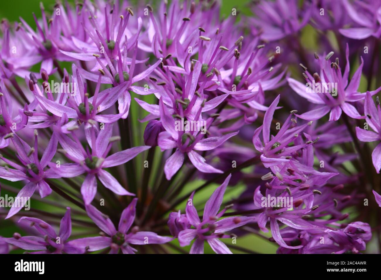 Allium hollandicum 'Purple Sensation' est une plante vivace de 90 cm, avec des feuilles basales de mourir vers le bas par le temps de floraison. Fleurs petites, rose vif à pourpre, Banque D'Images