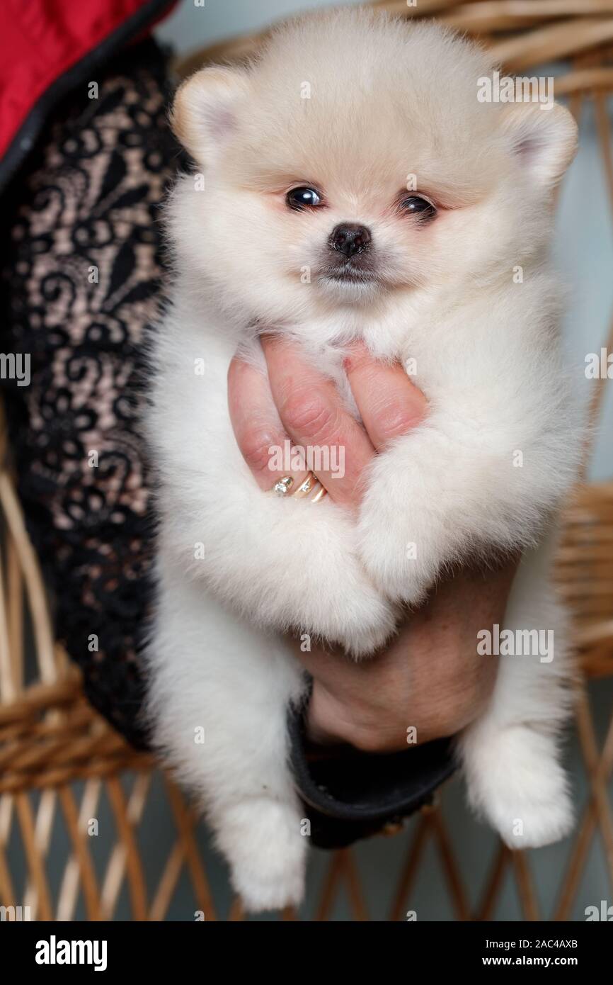 Chiots spitz mignon . couleur beige. petit. Banque D'Images