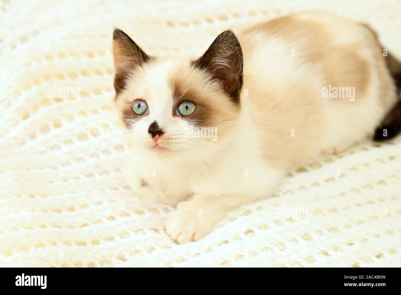 Un Mignon Petit Chaton Blanc Marron British Shorthair Peeks De Derriere Un Petit Plaid Petit Beau Chat Aux Yeux Bleus Se Penche Sur L Appareil Photo Photo Stock Alamy Un Mignon Petit Chaton Blanc Marron British Shorthair Peeks De Derriere Un Petit Plaid Petit Beau Chat Aux Yeux Bleus Se Penche Sur L Appareil Photo Photo Stock Alamy