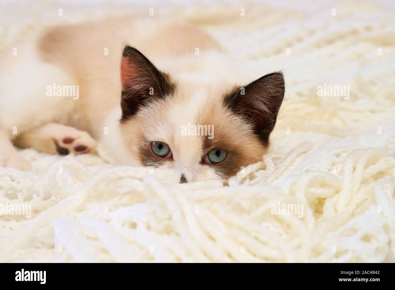 Un Mignon Petit Chaton Blanc Marron British Shorthair Peeks De Derriere Un Petit Plaid Petit Beau Chat Aux Yeux Bleus Se Penche Sur L Appareil Photo Photo Stock Alamy