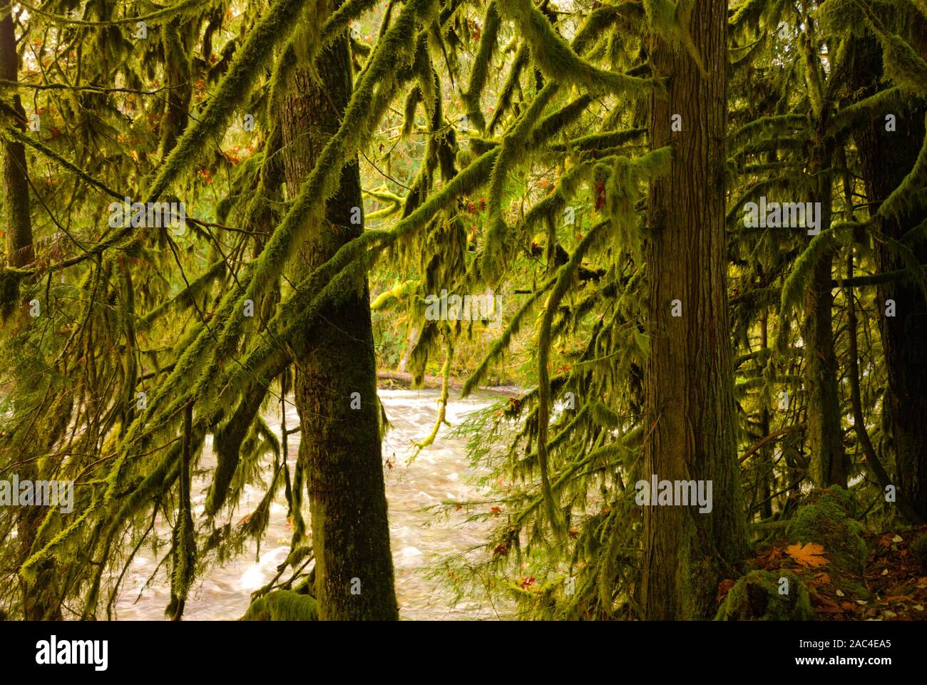 Arbres mousseux par Chilliwack Lake Road à Chilliwack, Colombie-Britannique, Canada Banque D'Images