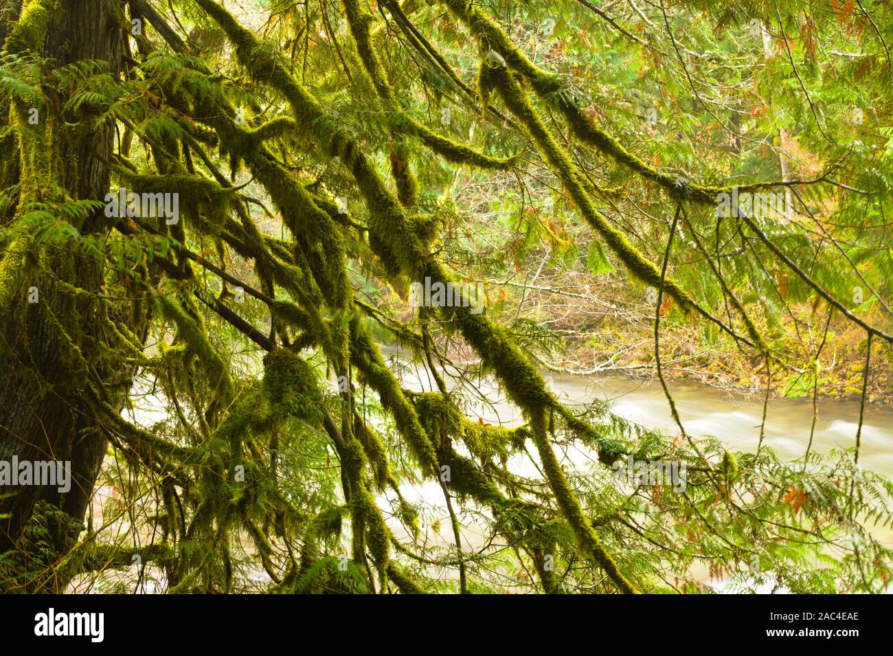 Arbres mousseux par Chilliwack Lake Road à Chilliwack, Colombie-Britannique, Canada Banque D'Images