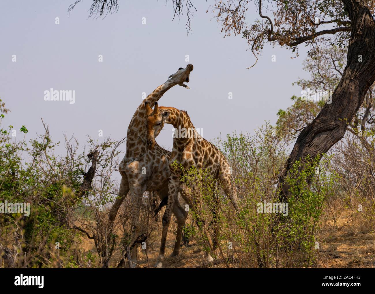 Deux jeunes hommes girafes sparring ludique dans l'après-midi de printemps Banque D'Images