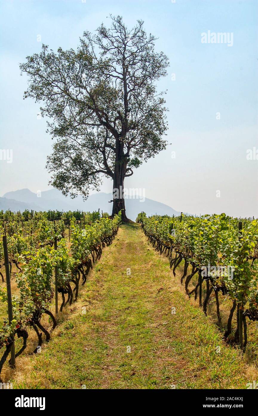 Au milieu des vignes à Lone Tree Myanmar 1ère Exploitation viticole près de Aythaya, Myanmar Banque D'Images