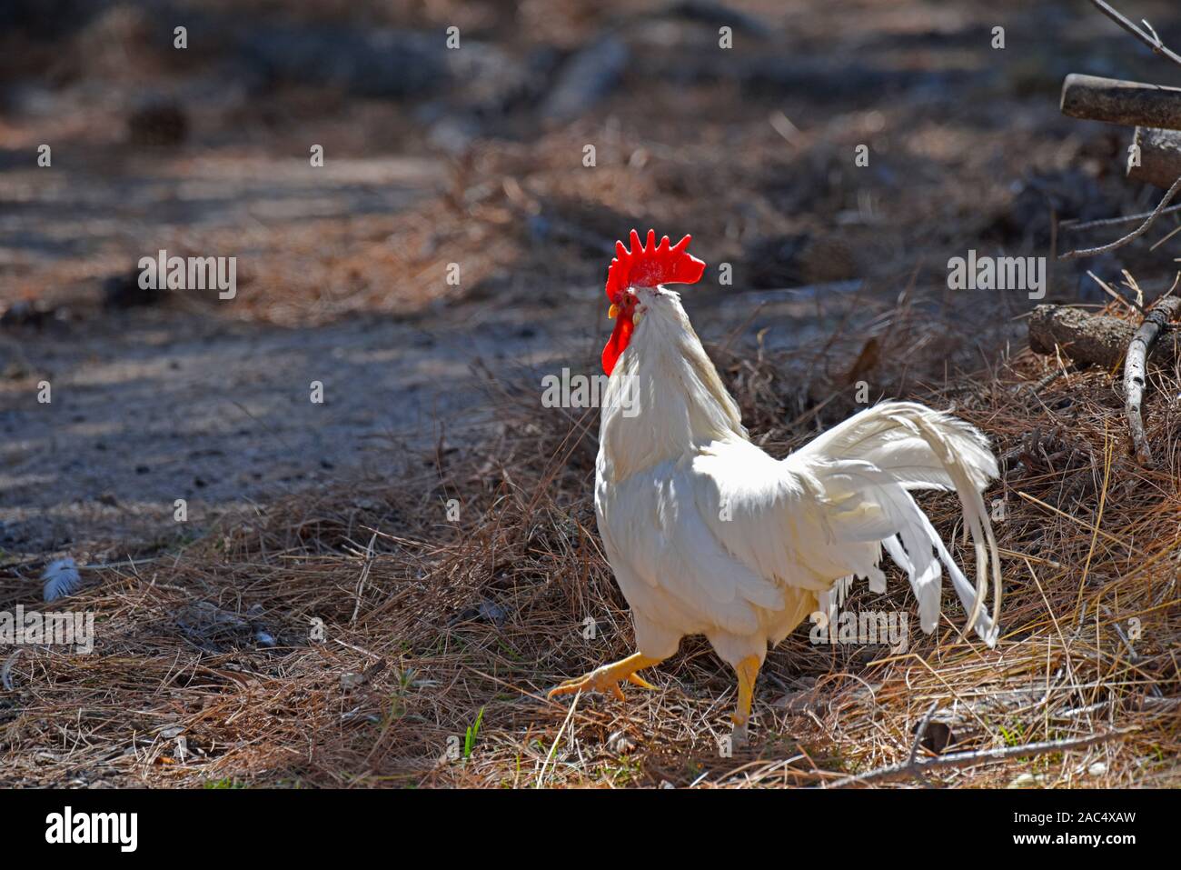 Leghorn blanche coq sur ferme à emmaville dans le nord de la Nouvelle-Galles du Sud, Australie Banque D'Images