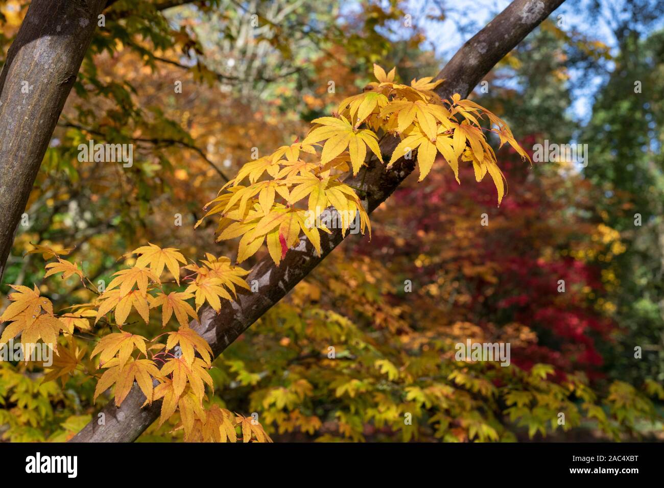 Acer pectinatum ssp. 'Amoenum'. L'érable japonais 'Amoenum' les feuilles des arbres en automne Banque D'Images