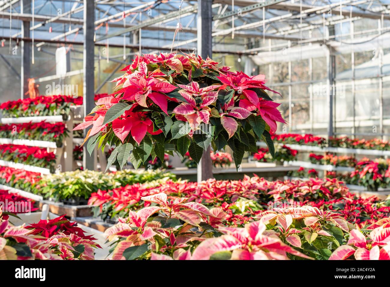 Hanging Basket plein de beaux Noël rouge et blanc plantes poinsettia prêt pour les vacances. Banque D'Images