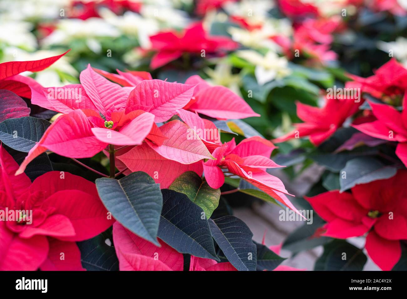 Close-up de poinsettia rouge et blanc avec plantes poinsettia rouge en arrière-plan, prêt à être les décorations de Noël. Banque D'Images