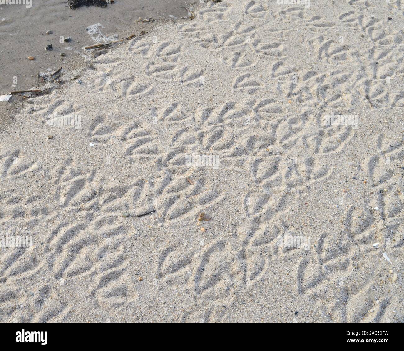 Close-up of a winter beach est marqué de l'empreinte palmés d'un troupeau de Bernaches du Canada un déménagement tous dans une direction. (Branta canadensis) Banque D'Images